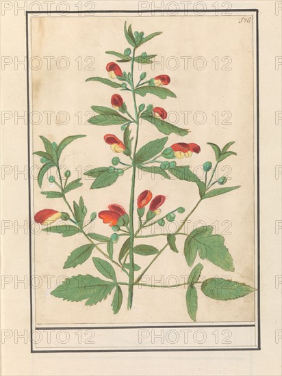 Figwort, possibly Knotted Figwort (Scrophularia nodosa), 1596-1610. Creators: Anselmus de Boodt, Elias Verhulst.