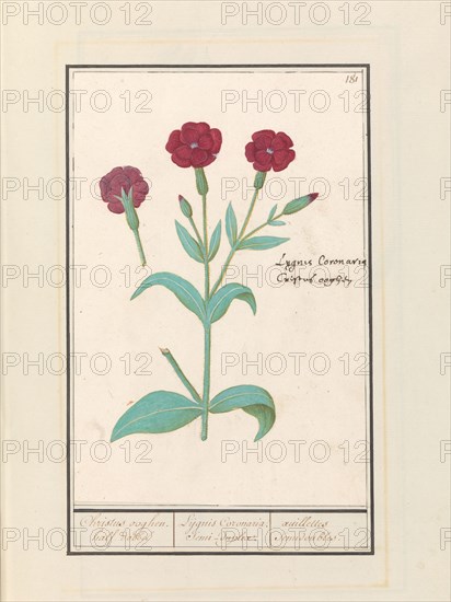 Cuckoo Flower (Lychnis) or Rose campion (Lychnis Coronaria), 1596-1610. Creators: Anselmus de Boodt, Elias Verhulst.