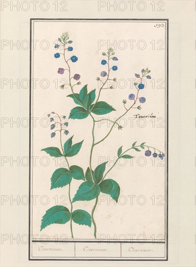 Speedwell or germander speedwelll (Veronica chamaedrys), 1596-1610. Creators: Anselmus de Boodt, Elias Verhulst.