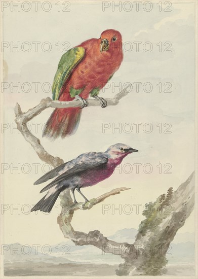 Two birds, including a red-green parrot, 1720-1792. Creator: Aert Schouman.