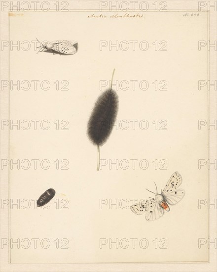 Study sheet with caterpillar, cocoon and moth with spread wings of the Aretia Menthaastri, 1848. Creator: Albertus Steenbergen.