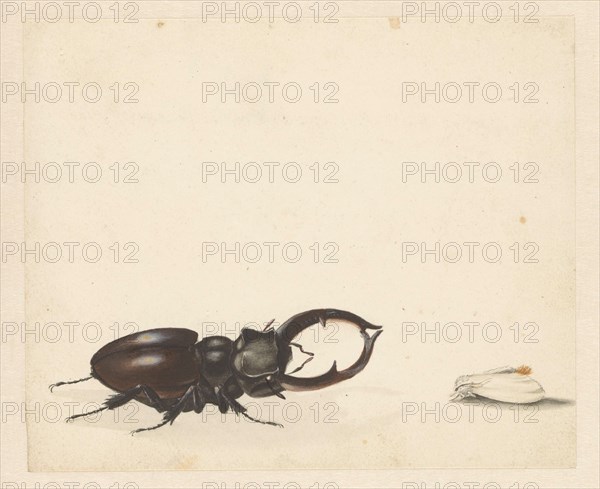Studies of stag beetle and newly hatched moth, 1824-1900. Creator: Albertus Steenbergen.