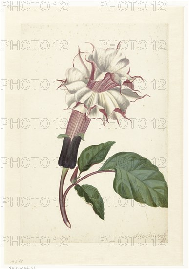 Indian Thornapple (Datura Metel), c. 1680-before c. 1700. Creator: Alida Withoos.