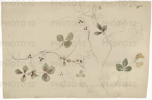 Study of butterfly flower, 1869-1925. Creator: Antoon Derkinderen.