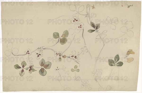 Study of butterfly flower, 1869-1925. Creator: Antoon Derkinderen.
