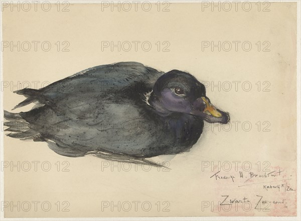 Black scoter, 1885-1931. Creator: Frederika Henriëtte Broeksmit.