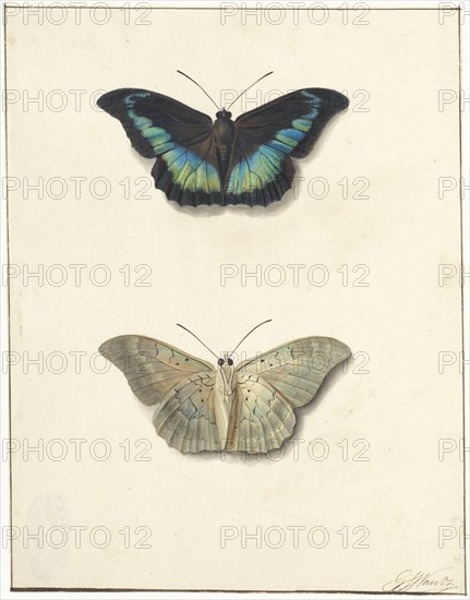 Top and bottom view of a butterfly, 1792-1861. Creator: Georgius Jacobus Johannes van Os.