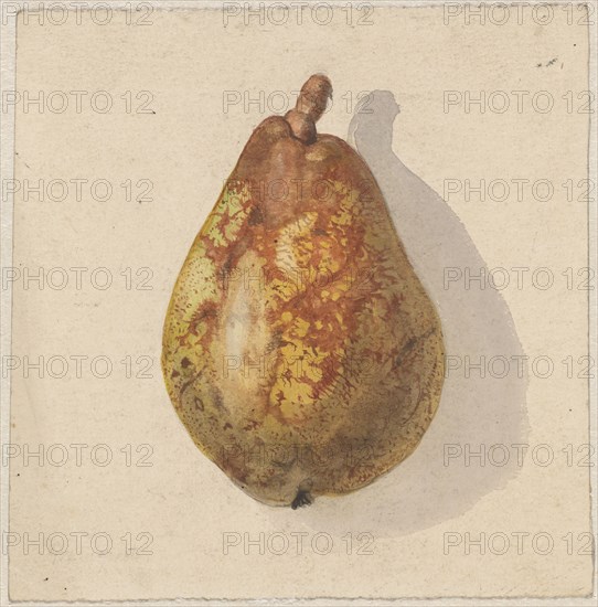 Pear, 1836-1895. Creator: Gerardina Jacoba van de Sande Bakhuyzen.