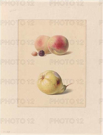 Peach, blackberry and hazelnut and a pear, 1835. Creator: Hendrik Reekers.
