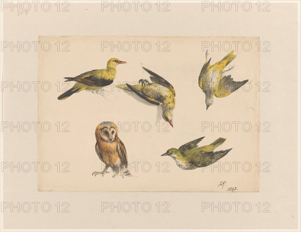 Studies of an Owl and Two Orioles, 1843. Creator: Henriette Ronner.