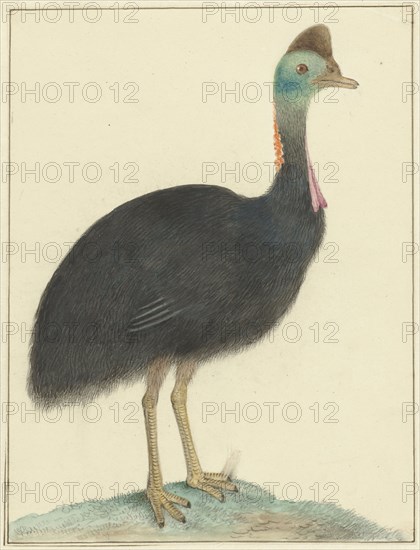 Cassowary, 1826. Creator: Isaac van Haastert.