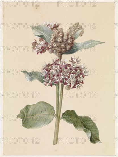 Flowering Asclepias Species, 1831-1900. Creator: Jan Jacob Goteling Vinnis.