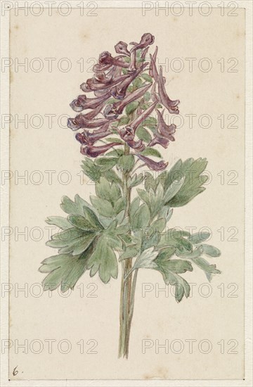 Flowering Corydalis Bulbosa, 1831-1900. Creator: Jan Jacob Goteling Vinnis.