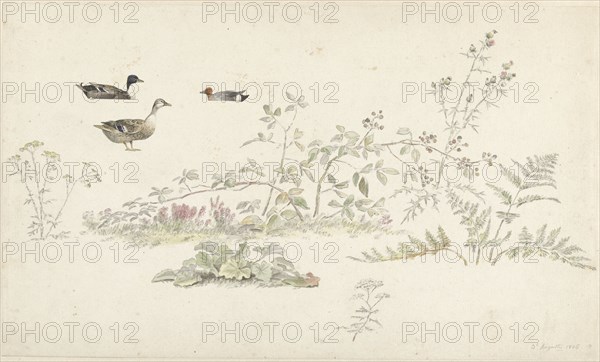 Study sheet with plants and water birds, 1806. Creator: Josephus Augustus Knip.