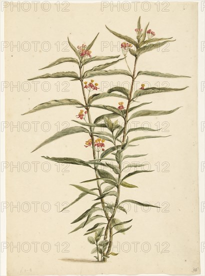 Flowering Frederiksbloem (Asclepias Curassavica), 1668-1729. Creator: Vincent Laurentz van der Vinne I.
