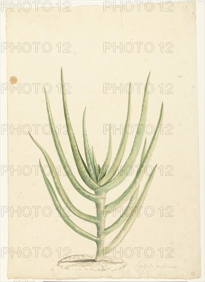 Crassula perfoliata, 1668-1729. Creator: Vincent Laurentz van der Vinne I.