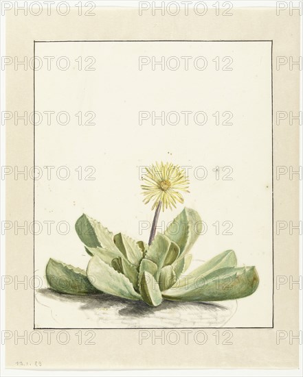 Flowering Mesembryanthemum, 1668-1729. Creator: Vincent Laurentz van der Vinne I.