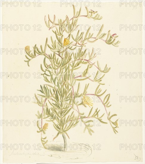 Flowering Mesembryanthemum from the Aizoaceae family, 1668-1729. Creator: Vincent Laurentz van der Vinne I.