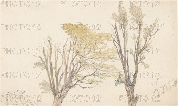 Two tree studies, 1850. Creator: Edwin Aaron Penley.