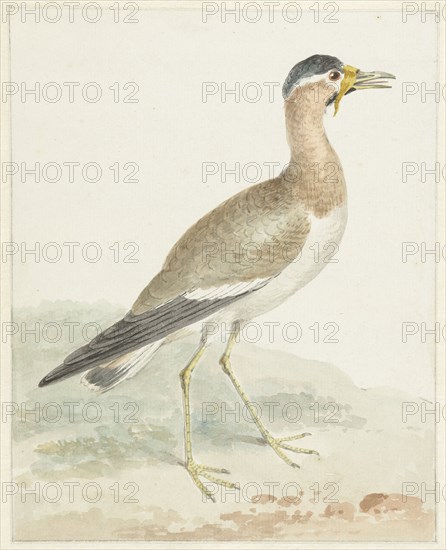 A Yellow-wattled Lapwing, 1720-1792. Creator: Aert Schouman.