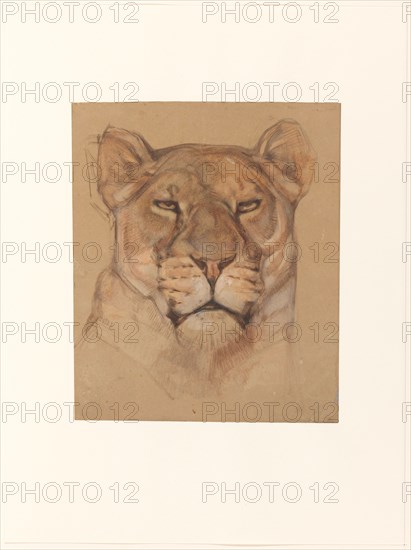 Head of a lioness, 1866-1939. Creator: Bernard Willem Wierink.