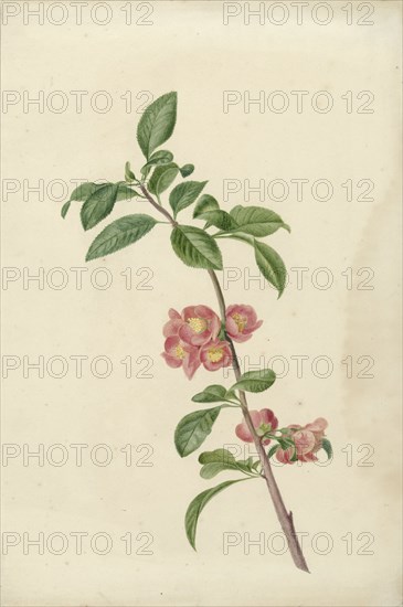 Flowering branch Japanese cherry, 1700-1800. Creator: CJ Kruimel.