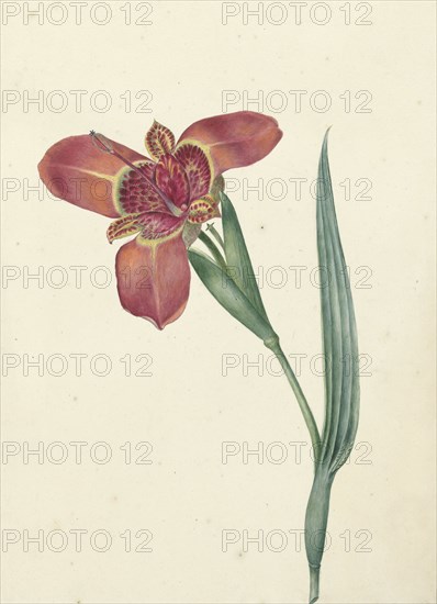 Flower named Ferraria Tigrina, 1817. Creator: CJ Kruimel.