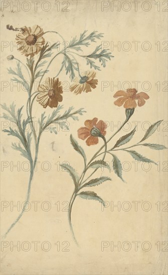 Flower study of a red and a brown flower, 1677-1755. Creator: Elias van Nijmegen.