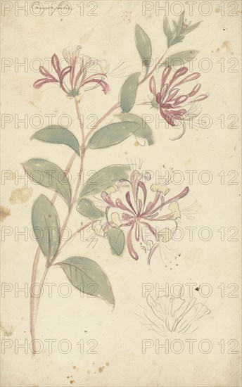 Honeysuckle, 1677-1755. Creator: Elias van Nijmegen.