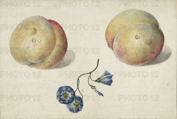 Two peaches and a flower, 1792-1861. Creator: Georgius Jacobus Johannes van Os.