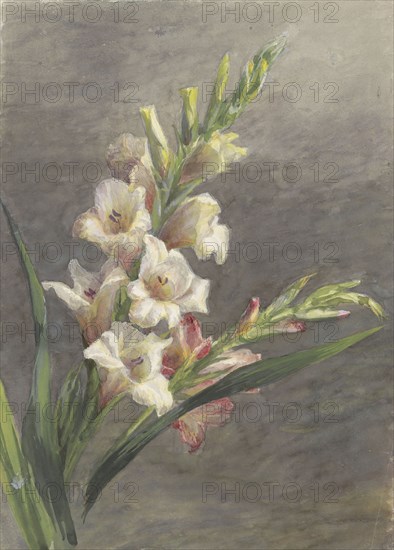Gladiolus, 1836-1895. Creator: Gerardina Jacoba van de Sande Bakhuyzen.