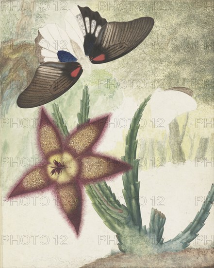 Two butterflies and a five-petalled yellow-purple flower, 1774-1842. Creator: Hermanus de Wit.