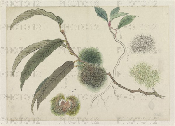 Sweet chestnuts on a branch, 1800-1900. Creator: Ishikawa Kazan.