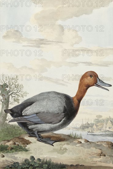 Pochard, 1777. Creator: Jabes Heenck.