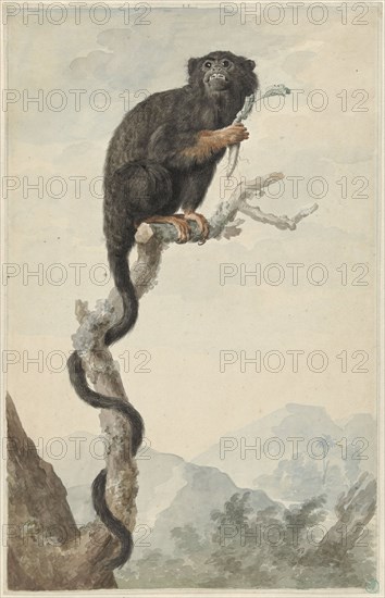 A Red-handed Tamarin, 1776. Creator: Jacobus Perkois.