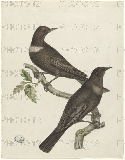 Two ring thrushes (Turdus torquatus) with an egg, 1749-1811. Creator: Jan Christiaan Sepp.