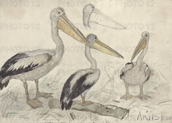 Pelicans in Artis Zoo, 1880. Creator: Johannes Cornelis van Essen.