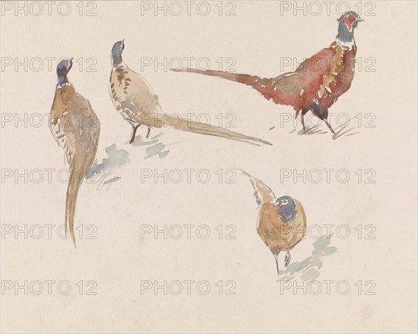 Four pheasants, 1864-1936. Creator: Johannes Cornelis van Essen.