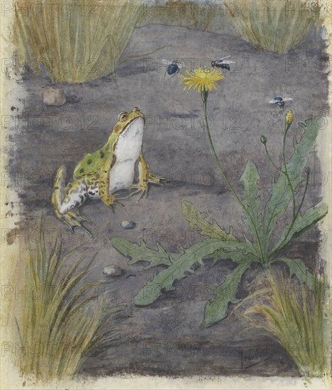 Frog by a Dandelion with Flies, c.1877-c.1938. Creator: Joan van Noort.