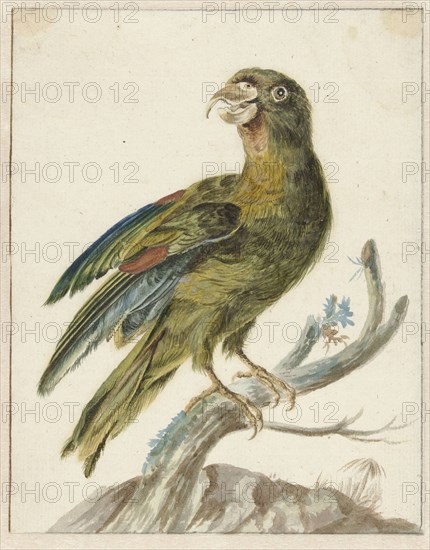 Parakeet, 1670-1719. Creator: Jan Weenix.