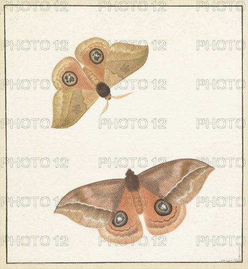 Two butterflies, 1747-1802. Creator: Paulus Knogh.