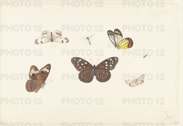Sheet with five butterflies and two flies, c.1674-c.1692. Creator: Pieter Withoos.