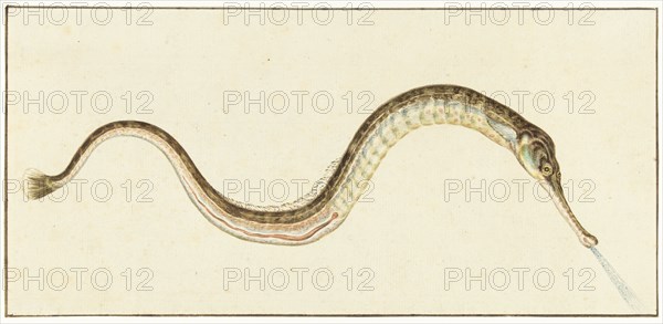 Pipefish (Syngnatus Acus), 1664-1693. Creator: Pieter Withoos.