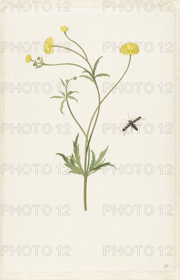 Double yellow ranunculus and insect, c.1674-c.1692. Creator: Pieter Withoos.