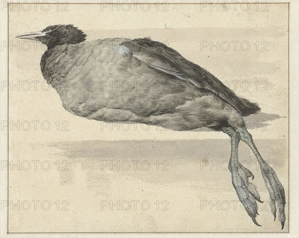 Dead coot, 1649-1709. Creator: Rochus van Veen.