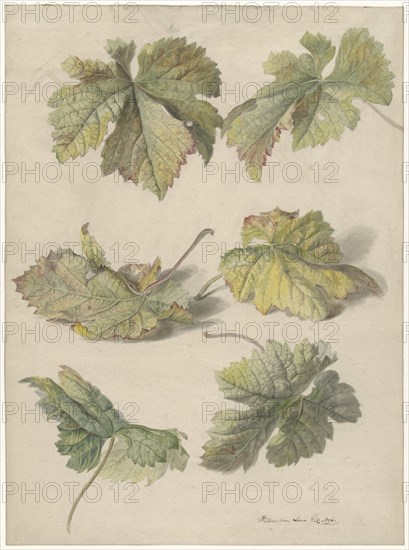 Studies of vine leaves, 1796. Creator: Willem van Leen.