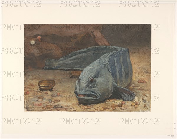 Wolffish at the bottom of an aquarium, 1883. Creator: Willem Witsen.