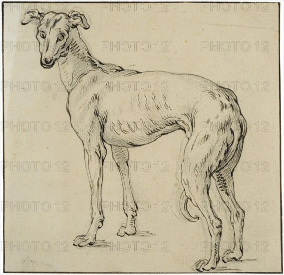 Greyhound. Creator: Abraham Bloemaert.