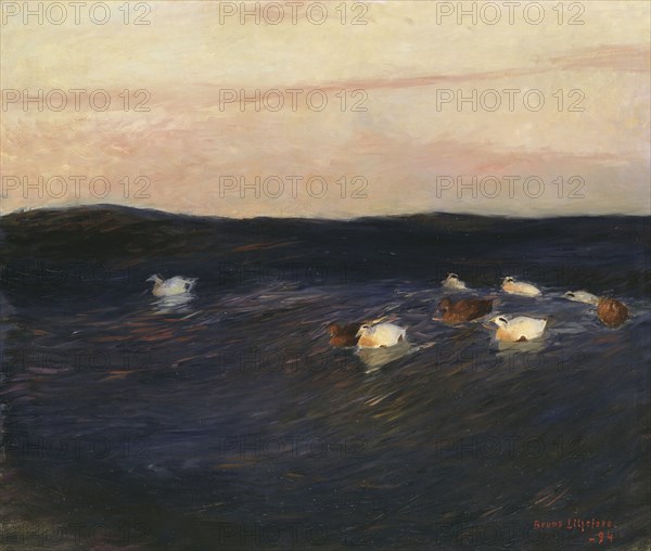 Eider Ducks, 1894. Creator: Bruno Liljefors.