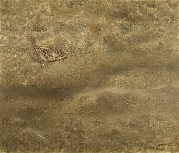 Eurasian Curlew, 1907. Creator: Bruno Liljefors.